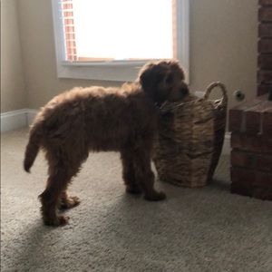 Meet your Posher, Frank